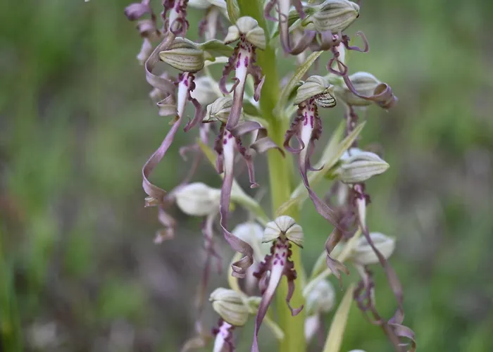 Apartment Wacholderheide